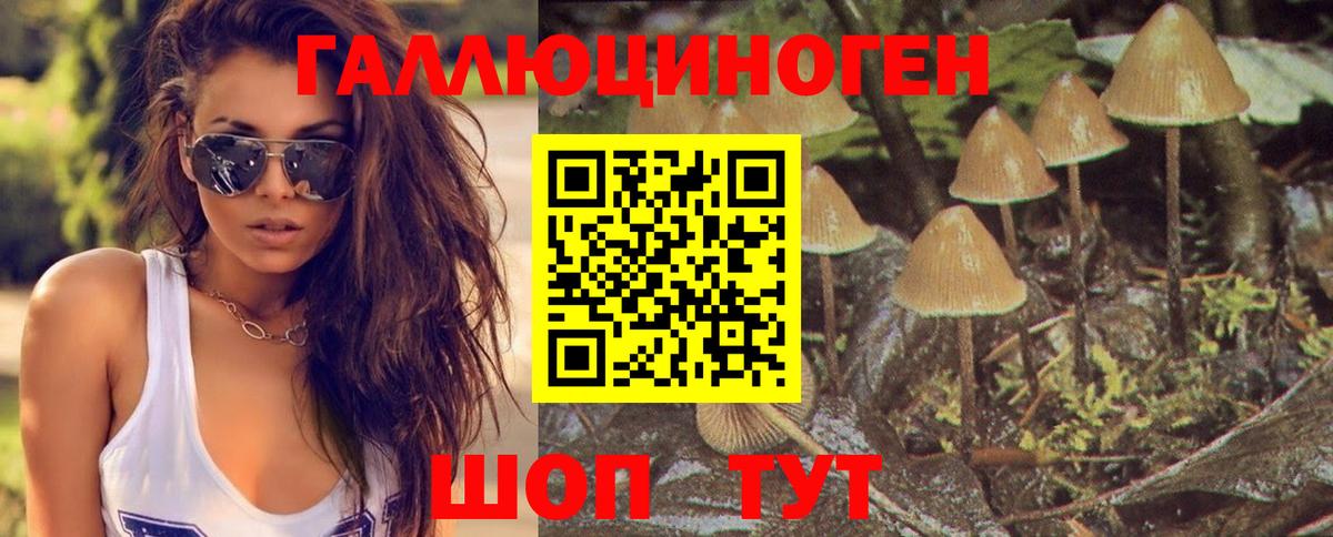 Псилоцибиновые грибы Psilocybine cubensis Подольск